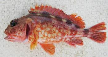 かさご(がらかぶ) かさご(がらかぶ)