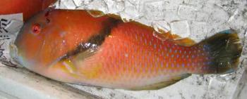 いら(はんた) いら(はんた)