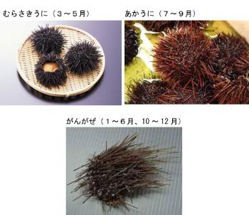 むらさきうに(くろうに)・あかうに(ほたうに)・がんがぜ(がぜうに) むらさきうに(くろうに)・あかうに(ほたうに)・がんがぜ(がぜうに)