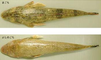 まごち(黒ごち、こち)・よしのごち(白ごち) まごち(黒ごち、こち)・よしのごち(白ごち)