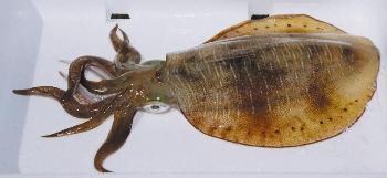 あおりいか あおりいか