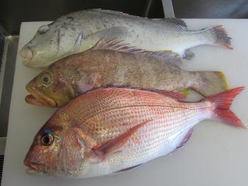 刺身 刺身