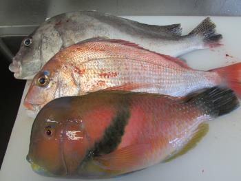 魚 魚