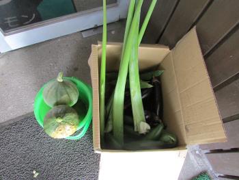 野菜 野菜