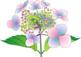 紫陽花 紫陽花
