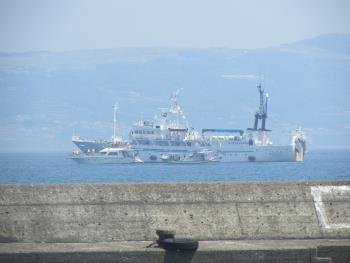 イルカウォッチング イルカウォッチング