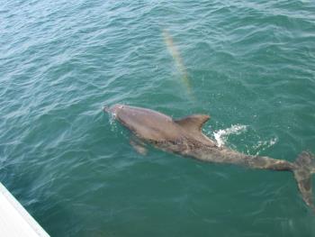 イルカウォッチング イルカウォッチング