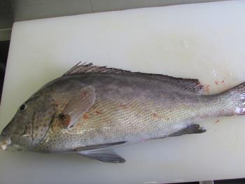 コーコ鯛 コーコ鯛