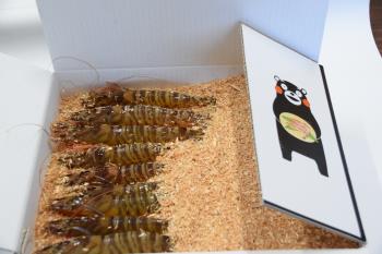 化粧箱 新2 化粧箱 新2