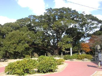 杉 杉