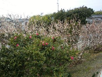 桜 桜