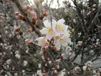 桜 桜