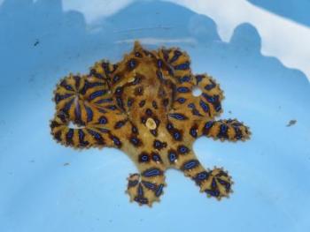 ヒョウモンダコ ヒョウモンダコ