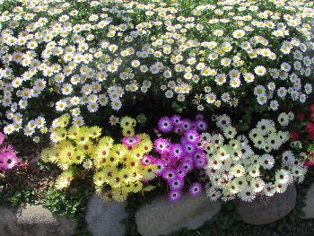 花 花