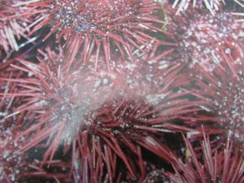 ホタウニ ホタウニ