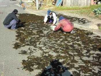 ヒジキ干し ヒジキ干し