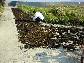 ヒジキ干し ヒジキ干し