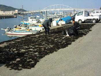 ヒジキ干し ヒジキ干し