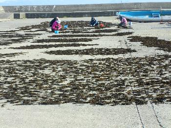 ひじき干し ひじき干し