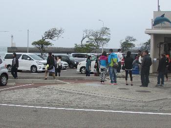 イルカウォッチング イルカウォッチング