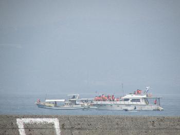 イルカウォッチング イルカウォッチング