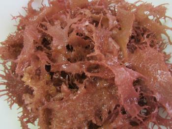 ウバトサカ ウバトサカ