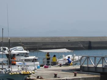 イルカウォッチング イルカウォッチング