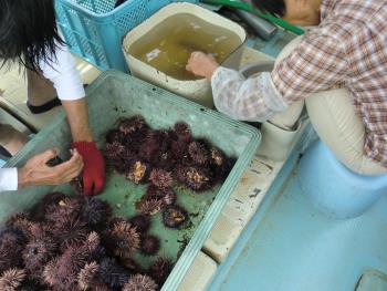 ウニ取り ウニ取り