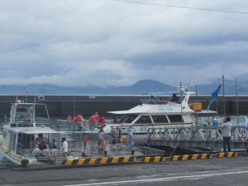 イルカウォッチング イルカウォッチング