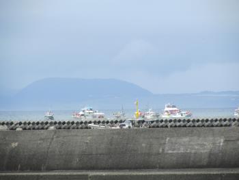 イルカウォッチング イルカウォッチング