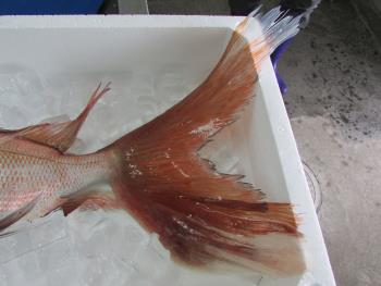 魚 魚