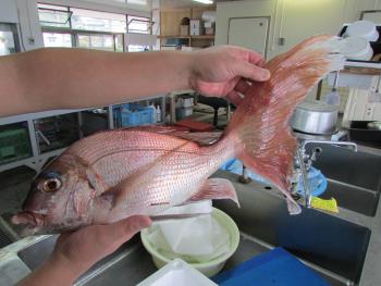 魚 魚