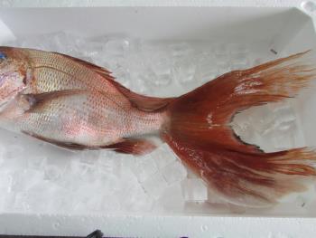魚 魚