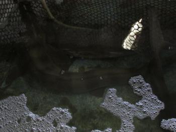 タマメ タマメ