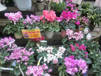 花 花