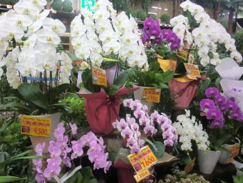 花 花
