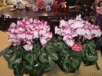 花 花