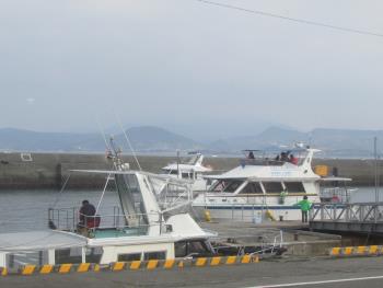 イルカウォッチング イルカウォッチング