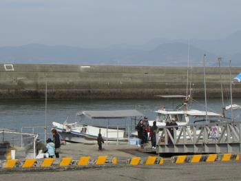 イルカウォッチング イルカウォッチング