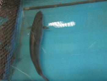 カンパチ カンパチ