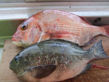 魚 魚