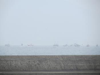 イルカウォッチング イルカウォッチング