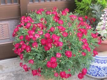 花 花