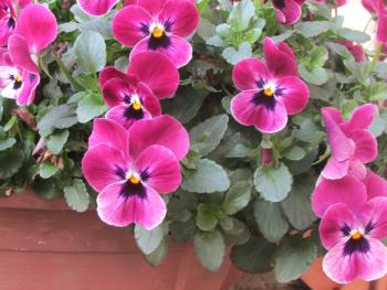 花 花