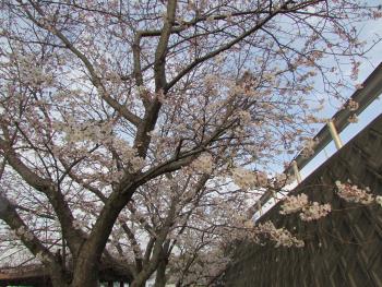 桜 桜