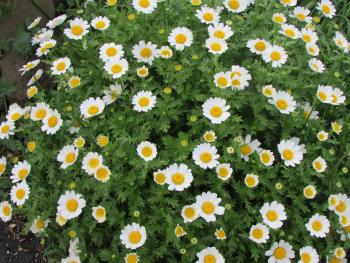 お花 お花