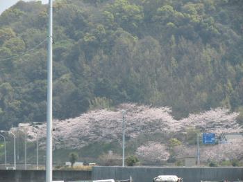 桜 桜