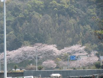 桜 桜