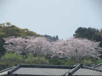 桜 桜