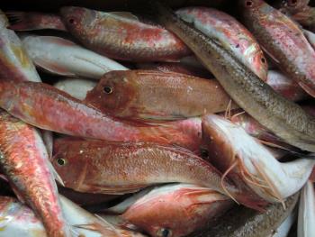 魚 魚